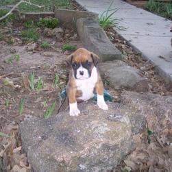 boxer puppy sits on a rock.jpg

