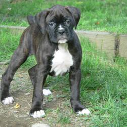 brownish black with white boxer puppy.jpg
