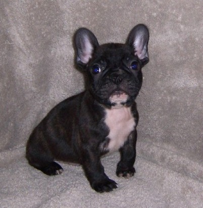black French Bulldog puppy with white spot.jpg
