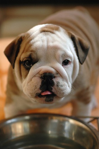 Bulldog drinking water.jpg
