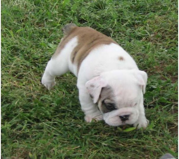 Bulldog pup in whit and light tan.jpg
