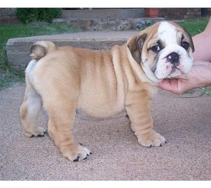 English Bulldog puppy in light tan with white face.jpg
