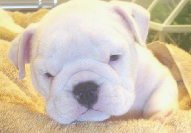 face close up Bulldog puppy.jpg
