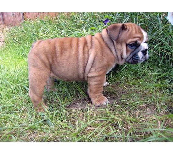 fat tan Bulldog puppy with black and white spot on it's  face.jpg
