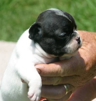 frenchy bull dog puppy in white and black.jpg
