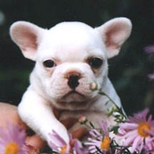 white american bulldog puppy.jpg
