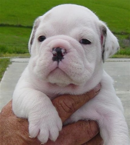 white English Bulldog puppy in whte.jpg
