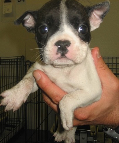 young Bulldog puppy with big eyes_so cute.jpg
