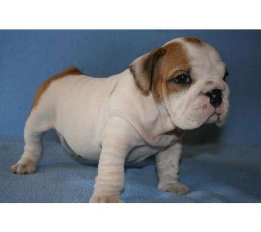 young English Bull dog puppy picture.jpg
