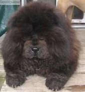 funny looking black Chow puppy.jpg
