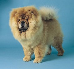 pictures of Chow puppies.jpg
