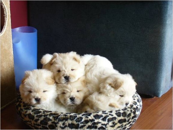 5 cute cream chow puppies.jpg
