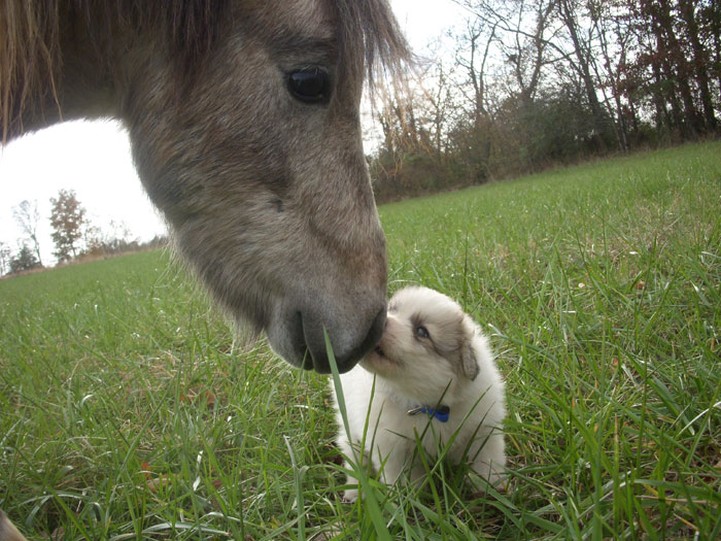 blue chow puppy kissing a horse_so cute.jpg

