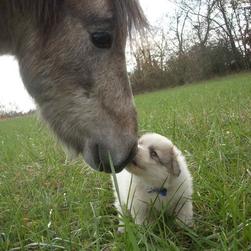 blue chow puppy kissing a horse_so cute.jpg
