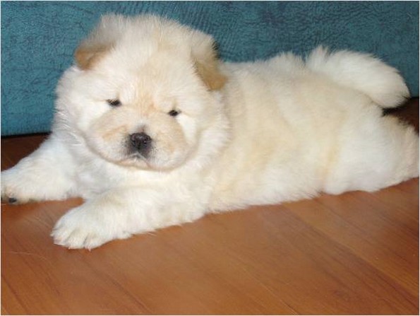 Chow Chow puppy picture.jpg

