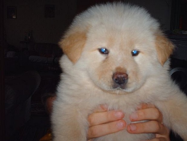 Chow Chow puppy with blue eyes.jpg
