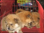 Chow puppies in tan color.jpg
