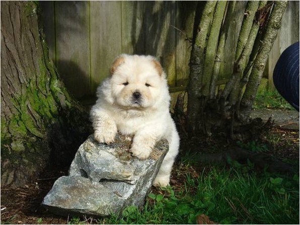 cute cream Chow  puppy.jpg
