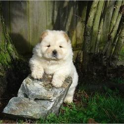 cute cream Chow  puppy.jpg
