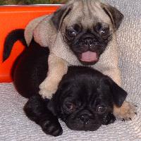 pugs_one in black and other in browns.jpg
