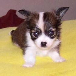 Chihuahua  puppy.JPG
