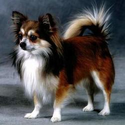 Chihuahua with long hair in three colors.jpg
