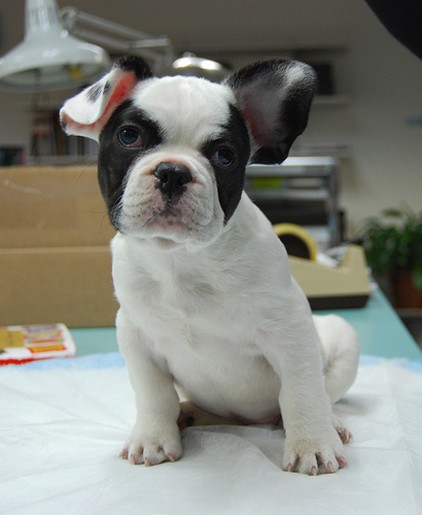 cute looking white and black french Bulldog Puppy.jpg
