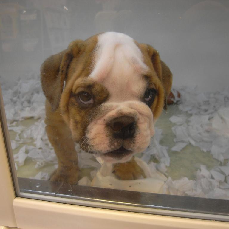 cute and young English Bulldog Puppy.jpg
