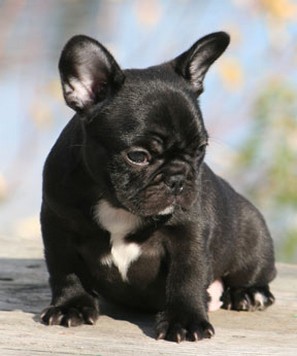 black french Bulldog Puppy.jpg

