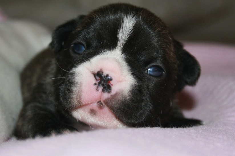 black and white Bulldog Puppy with dark blue eyes.jpg
