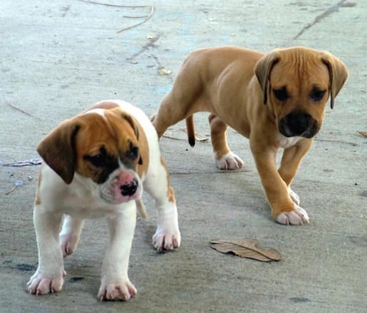 two American Bulldog Puppies.jpg

