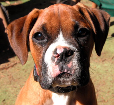 boxer puppy with three colors.jpg
