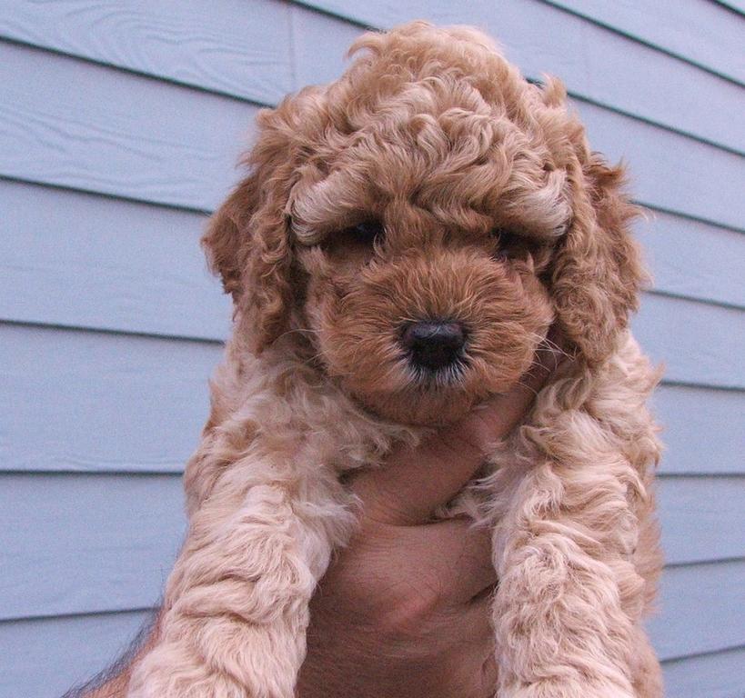 pretty looking labradoodle pup
