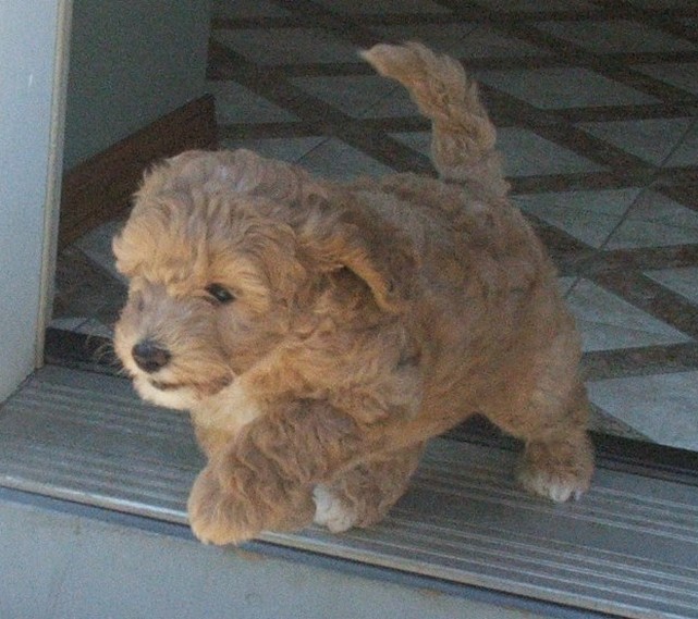 labradoodle puppy running
