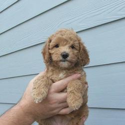 small labradoodle puppy
