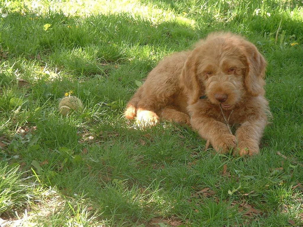 labradoodle dog on grass
