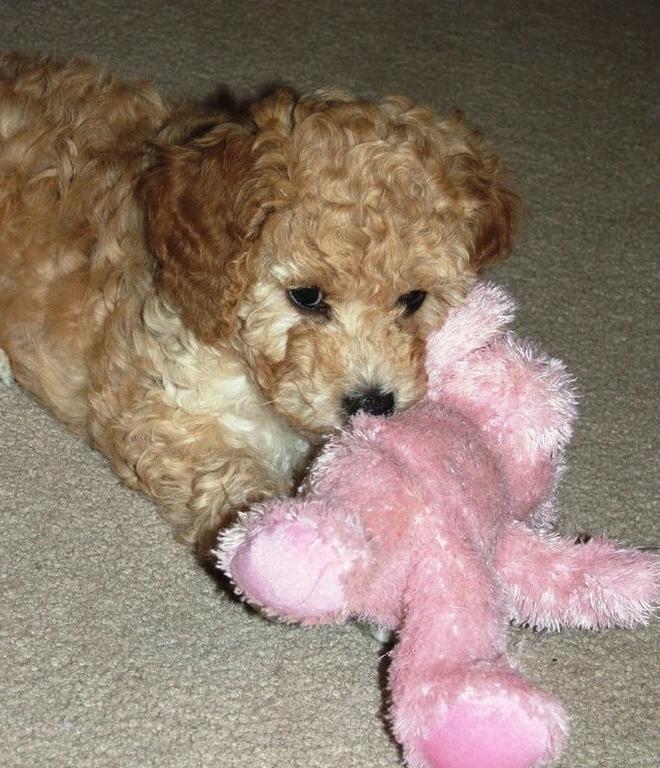 labradoodle puppy playing with its pink tiddy bear

