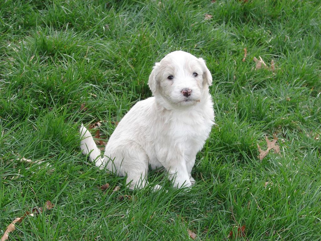 white labradoodle puppy
