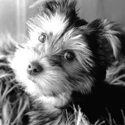 black and white picture of yorkie puppy.jpg
