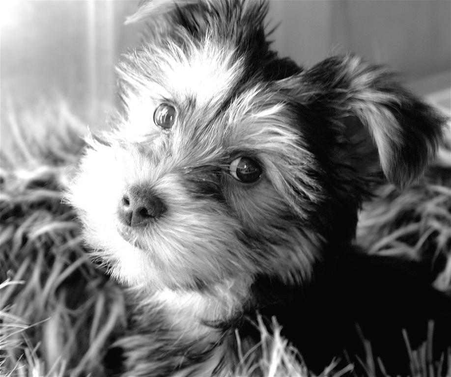 black and white picture of yorkie puppy.jpg
