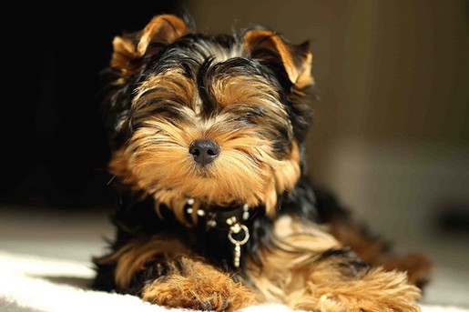 cool funny looking yorkshire terrier puppy.jpg

