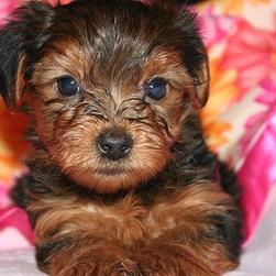 cute looking yorkie puppy iwth big eyes.jpg
