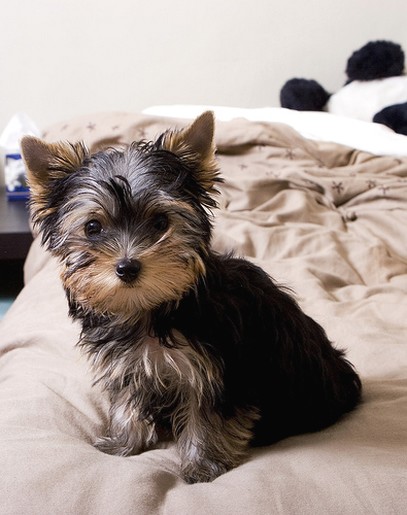yorkshire terrier puppy on own's bed.jpg
