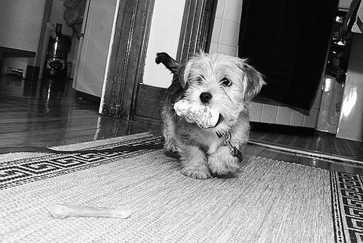 yorkshire terrier puppy with a toy in its mouth in black and white picture.jpg
