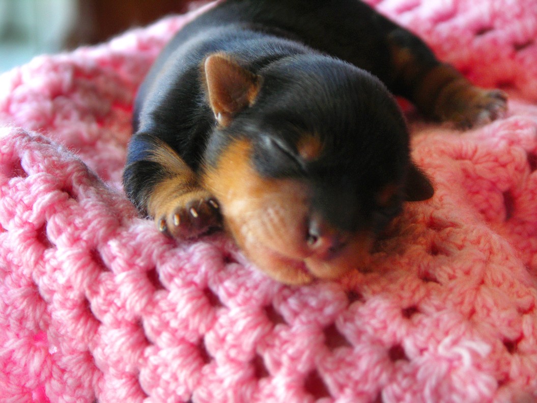 young yorkie puppy sleeping.jpg
