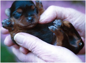 new born yorkie puppy.jpg
