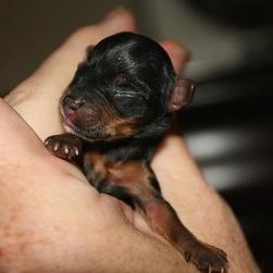 so cute young yorkie puppy.jpg
