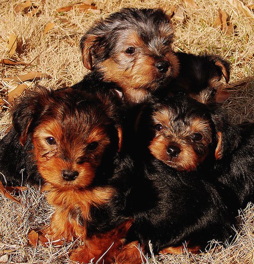 three yorkie puppies.jpg
