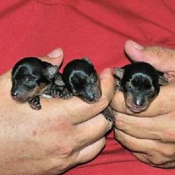 three young yorkie puppoes.jpg
