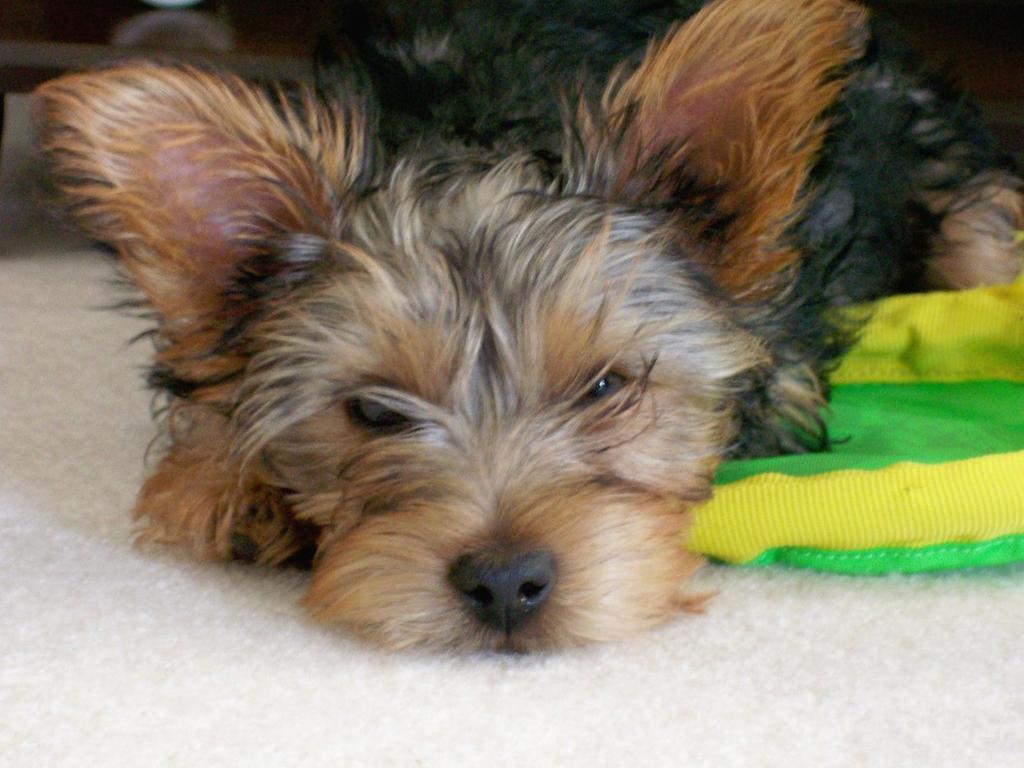 tired looking yorkie puppy.jpg
